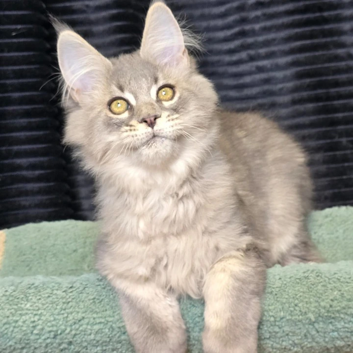 Naruto Maine Coon Kittens | Buy a kitten. 