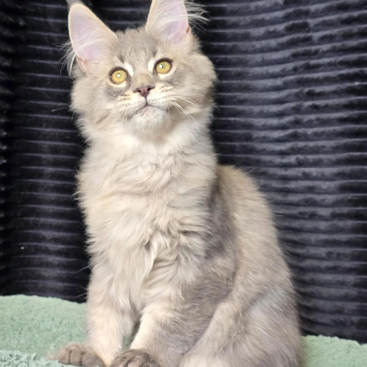 Naruto Maine Coon Kittens | Buy a kitten. 