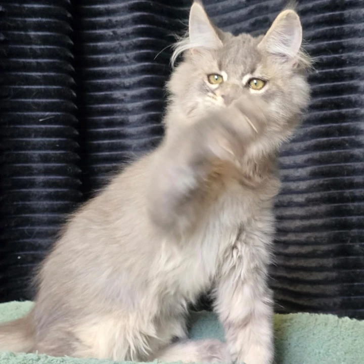 Naruto Maine Coon Kittens | Buy a kitten. 
