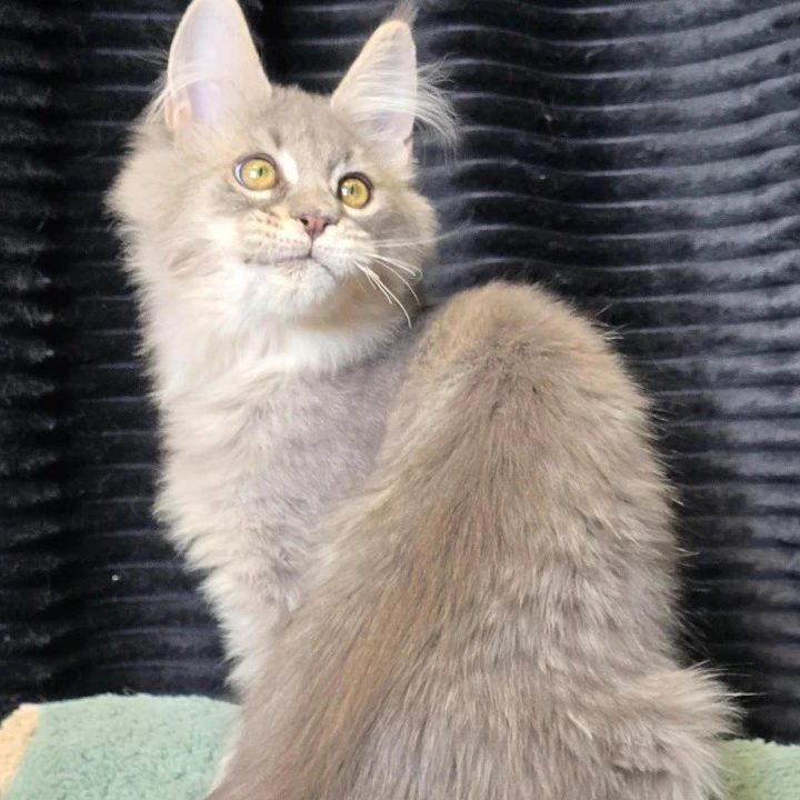 Naruto Maine Coon Kittens | Buy a kitten. 