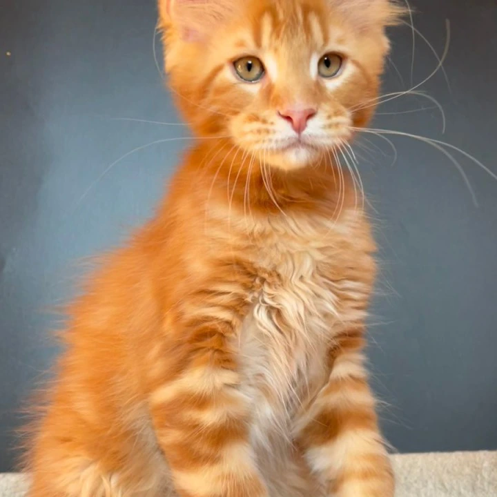Jerry Maine Coon Kittens | Kitten for sale. 