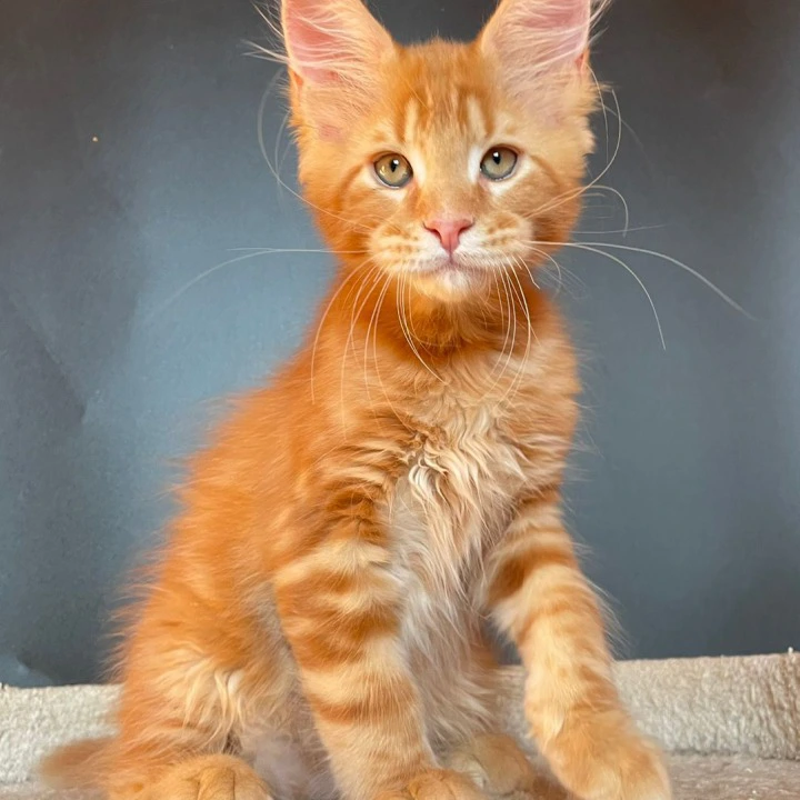 Jerry Maine Coon Kittens | Kitten for sale. 