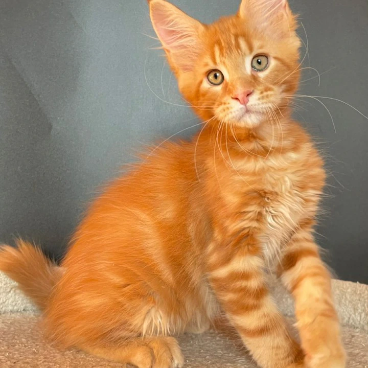 Jerry Maine Coon Kittens | Kitten for sale. 