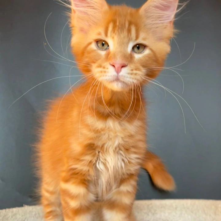 Jerry Maine Coon Kittens | Kitten for sale. 