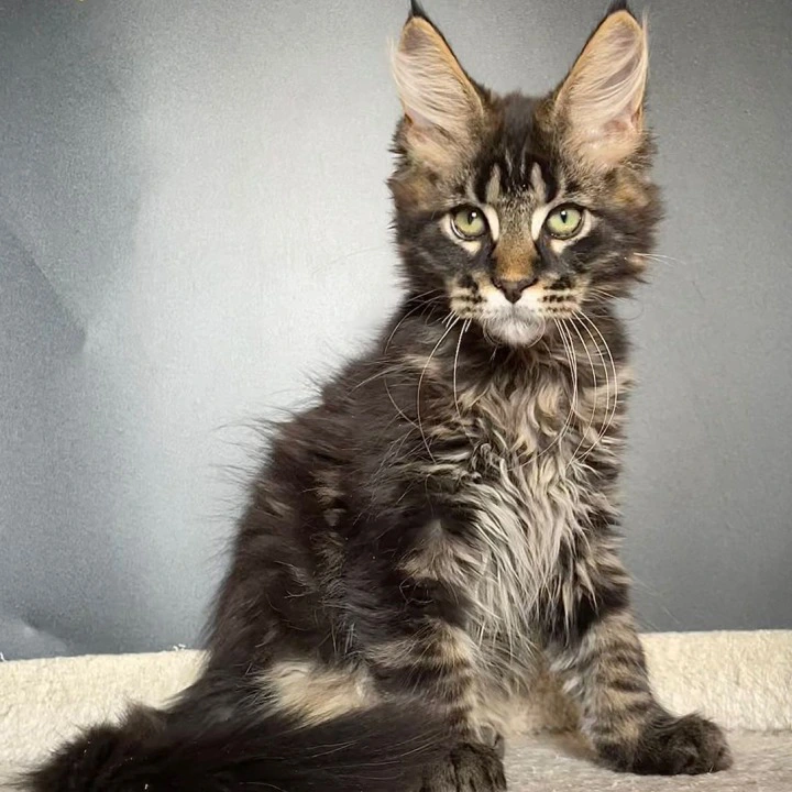 Jackson Maine Coon Kittens | Kittens for sale. 