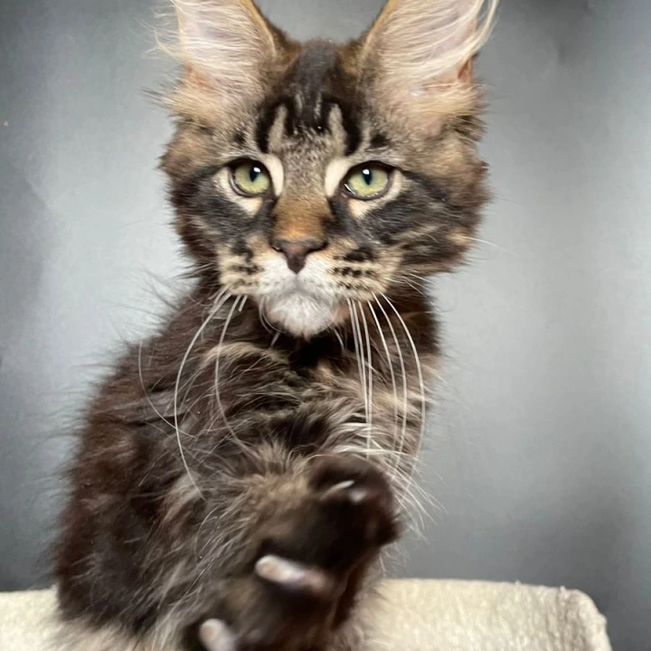 Jackson Maine Coon Kittens | Kittens for sale. 