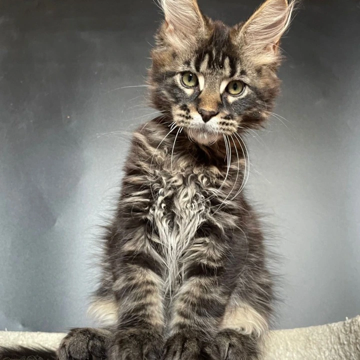 Jackson Maine Coon Kittens | Kittens for sale. 
