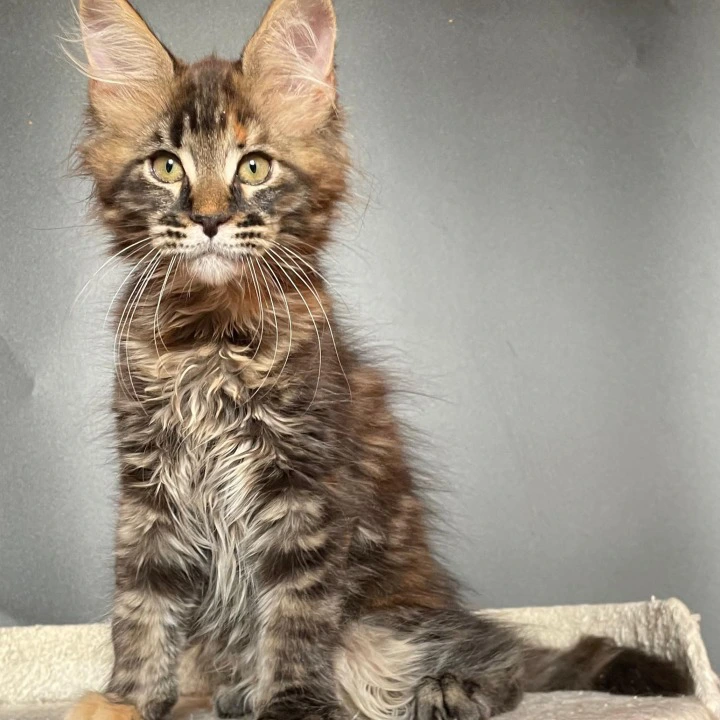 Jasmine Maine Coon Kittens | Kitten for sale. 