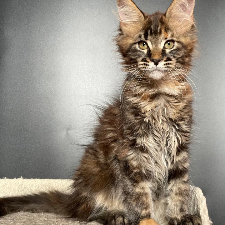 Jasmine Maine Coon Kittens | Kitten for sale. 
