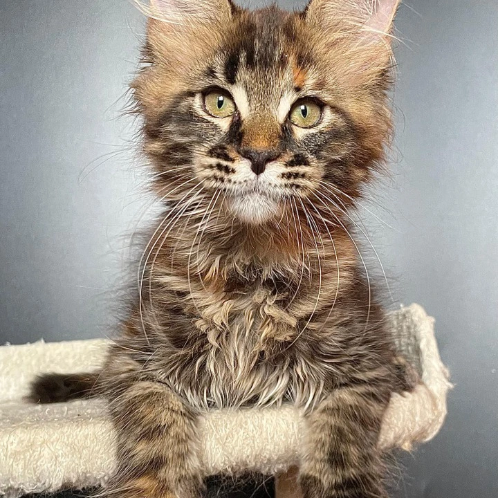 Jasmine Maine Coon Kittens | Kitten for sale. 