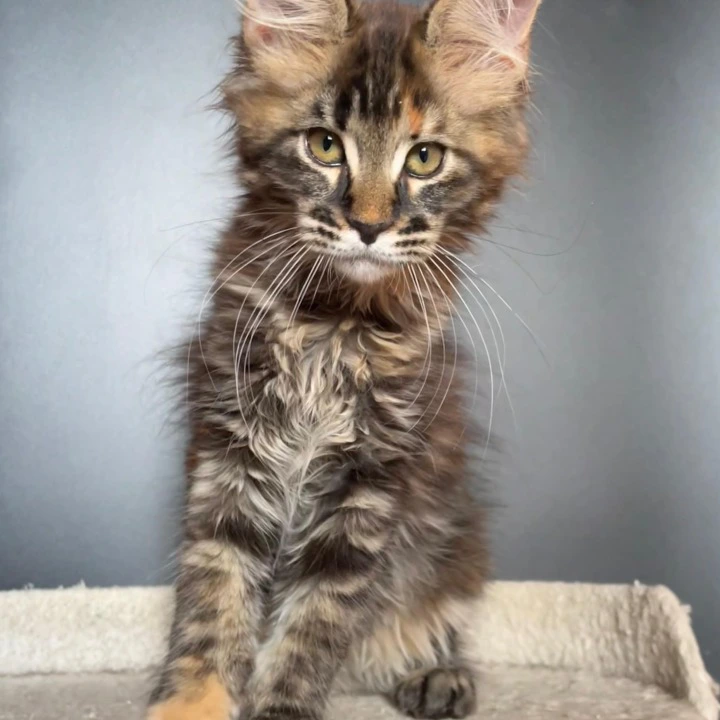 Jasmine Maine Coon Kittens | Kitten for sale. 