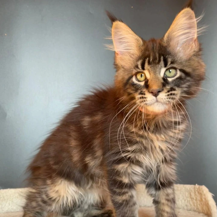 Jaqueline Maine Coon Kittens | Kittens for sale. 