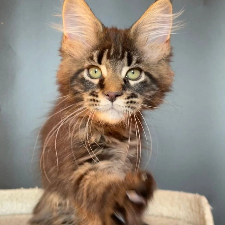 Jaqueline Maine Coon Kittens | Kittens for sale. 