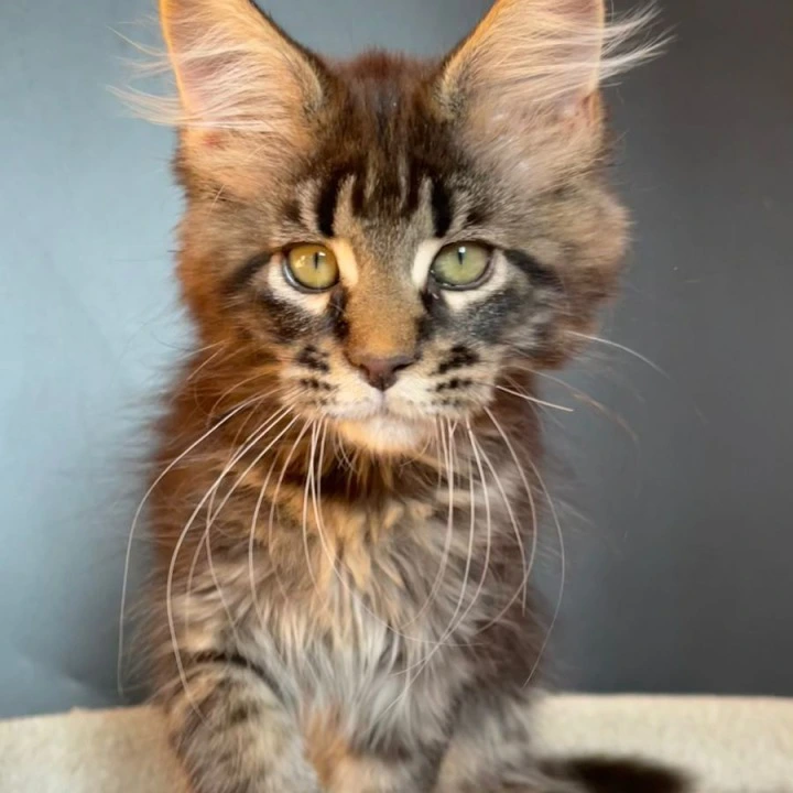 Jaqueline Maine Coon Kittens | Kittens for sale. 
