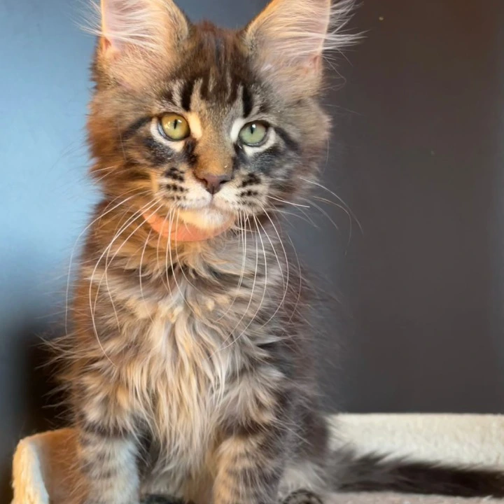 Jaqueline Maine Coon Kittens | Kittens for sale. 