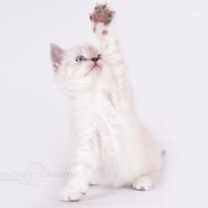 Renaldo Maine Coon Kittens | Kitten for sale. 