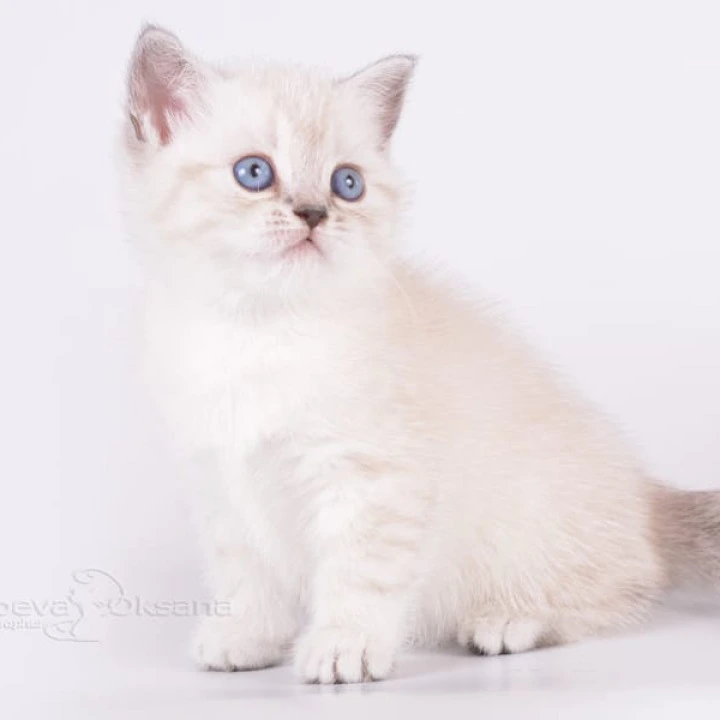 Renaldo Maine Coon Kittens | Kitten for sale.