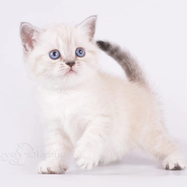 Renaldo Maine Coon Kittens | Kitten for sale.