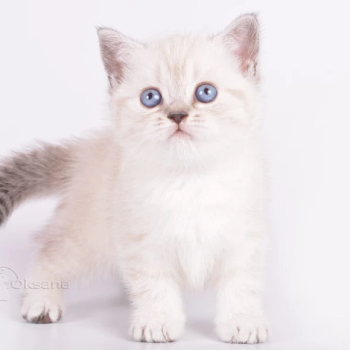 Renaldo Maine Coon Kittens | Kitten for sale.