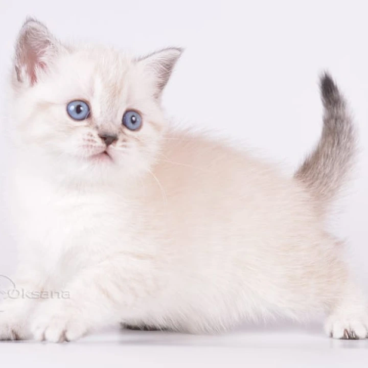 Renaldo Maine Coon Kittens | Kitten for sale. 