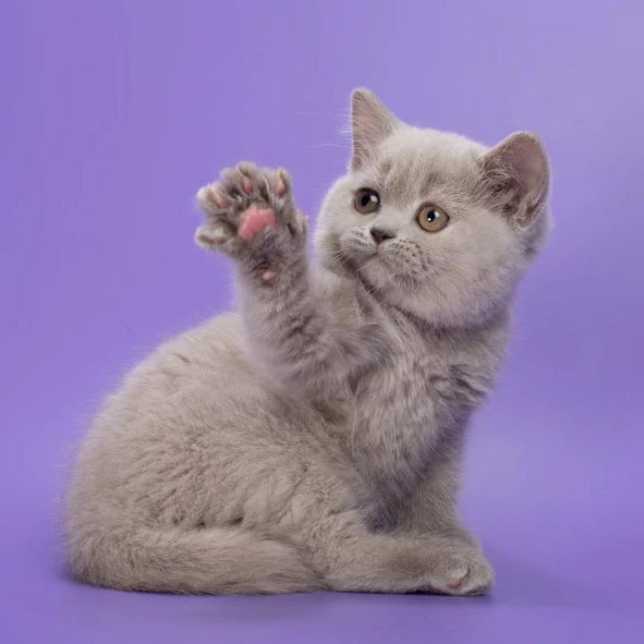 Frosty Maine Coon Kittens | Kittens for sale. 