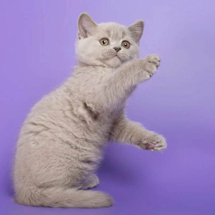 Frosty Maine Coon Kittens | Kittens for sale. 