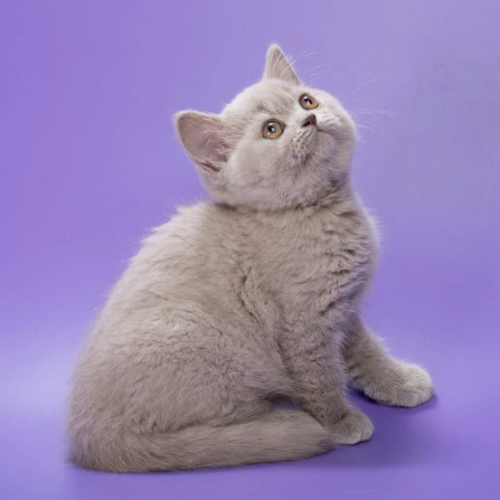 Frosty Maine Coon Kittens | Kittens for sale. 