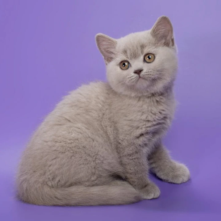 Frosty Maine Coon Kittens | Kittens for sale. 