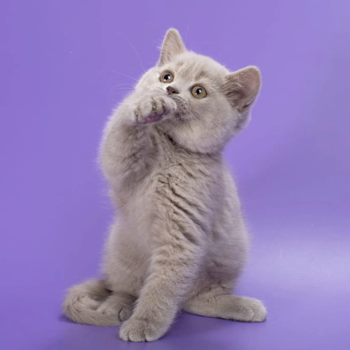 Frosty Maine Coon Kittens | Kittens for sale. 