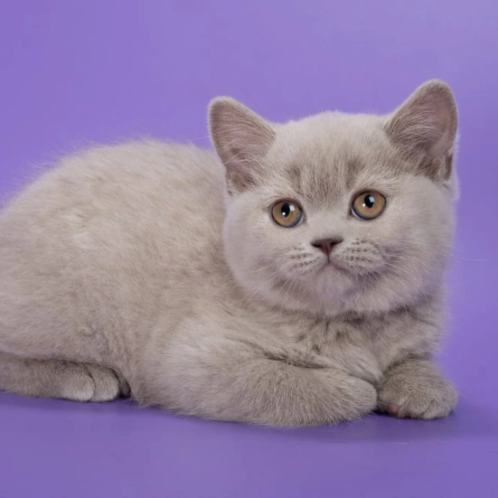 Frosty Maine Coon Kittens | Kittens for sale. 