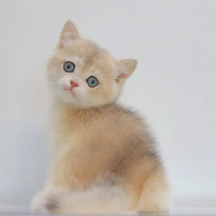 Yogort British Shorthair Kittens | Buy a kitten. 