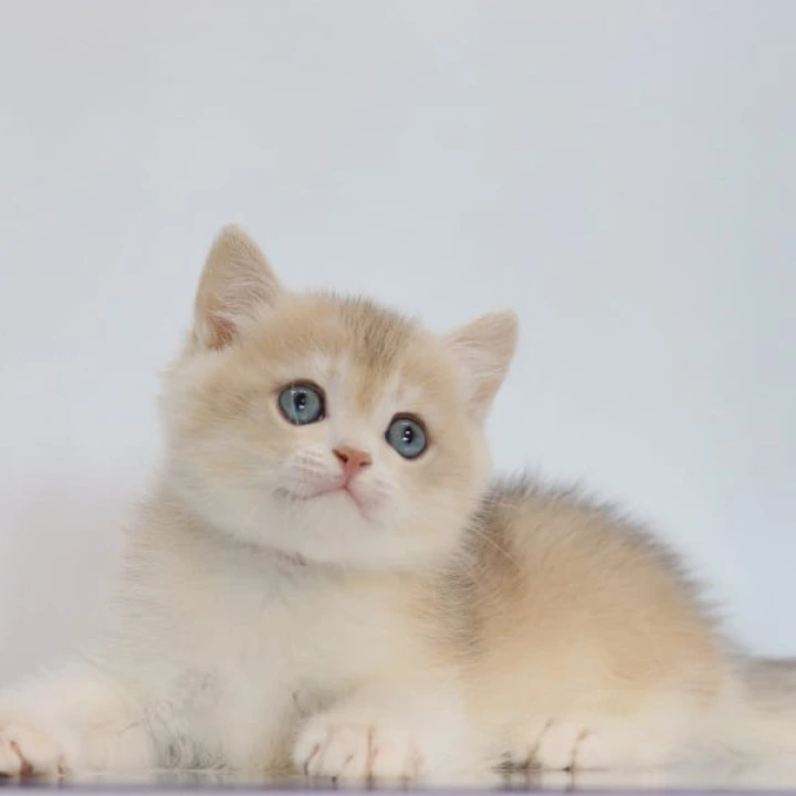 Yogort British Shorthair Kittens | Buy a kitten. 