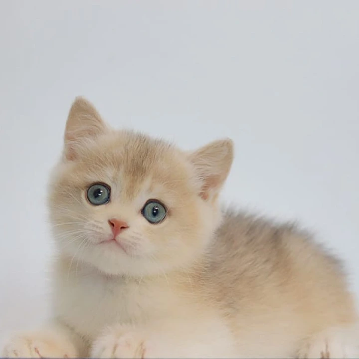 Yogort British Shorthair Kittens | Buy a kitten. 