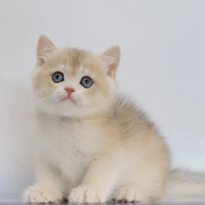 Yogort British Shorthair Kittens | Buy a kitten. 
