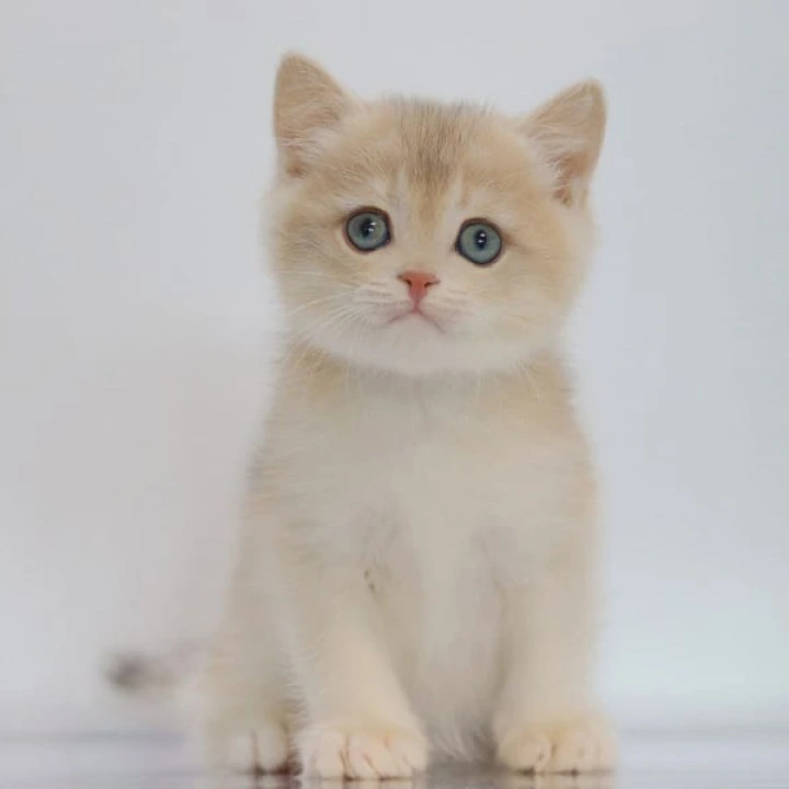 Yogort British Shorthair Kittens | Buy a kitten. 