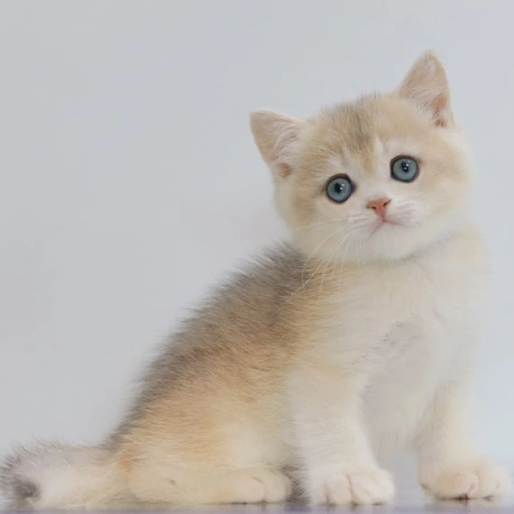 Yogort British Shorthair Kittens | Buy a kitten. 