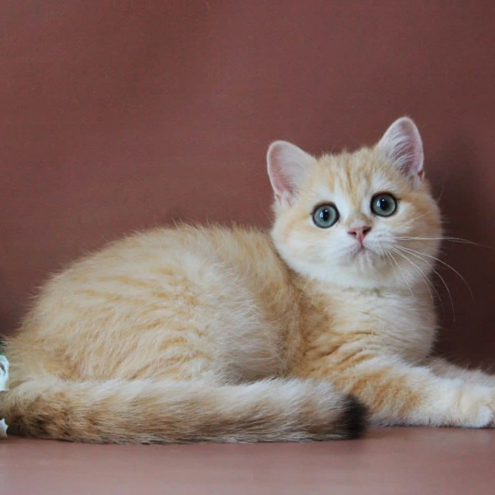 Chavier British Shorthair Kittens | Buy a kitten.