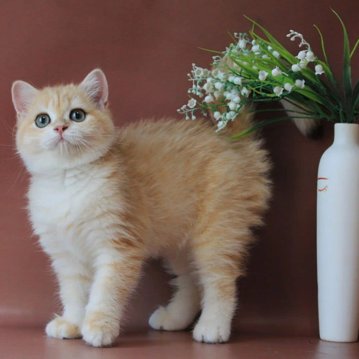 Chavier British Shorthair Kittens | Buy a kitten. 