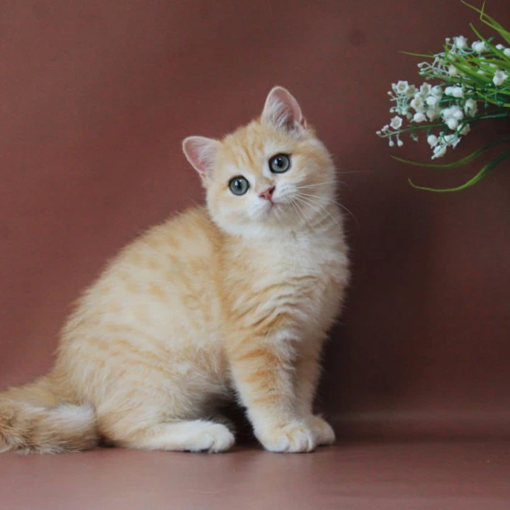 Chavier British Shorthair Kittens | Buy a kitten.