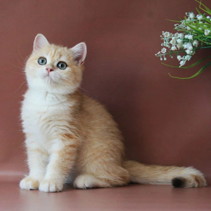 Chavier British Shorthair Kittens | Buy a kitten.