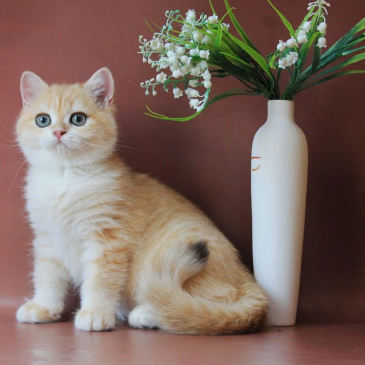 Chavier British Shorthair Kittens | Buy a kitten. 