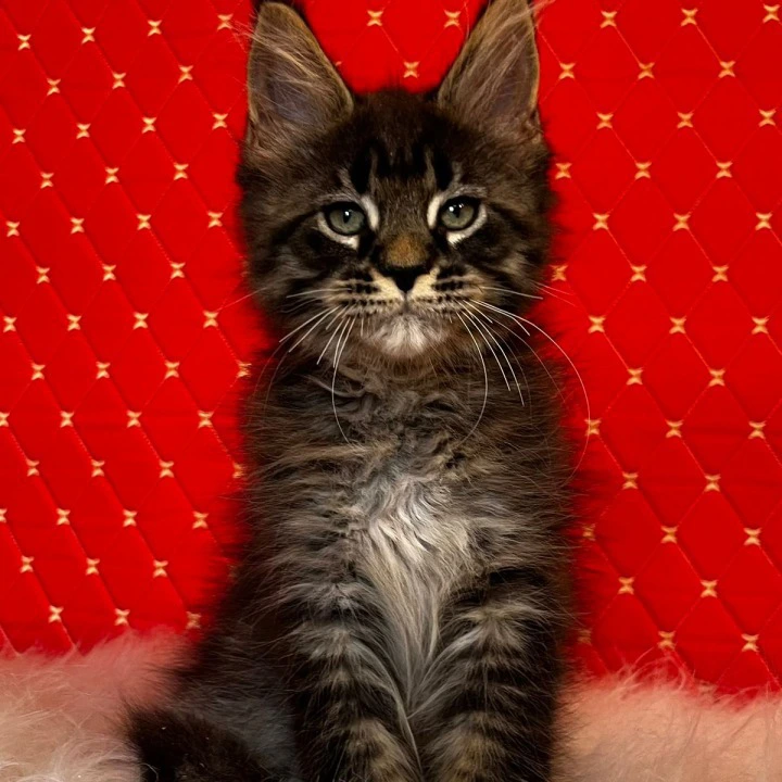 Eros Maine Coon Kittens | Large selection of kittens. 