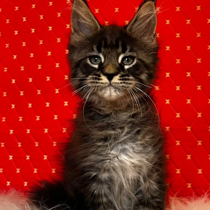 Eros Maine Coon Kittens | Large selection of kittens. 