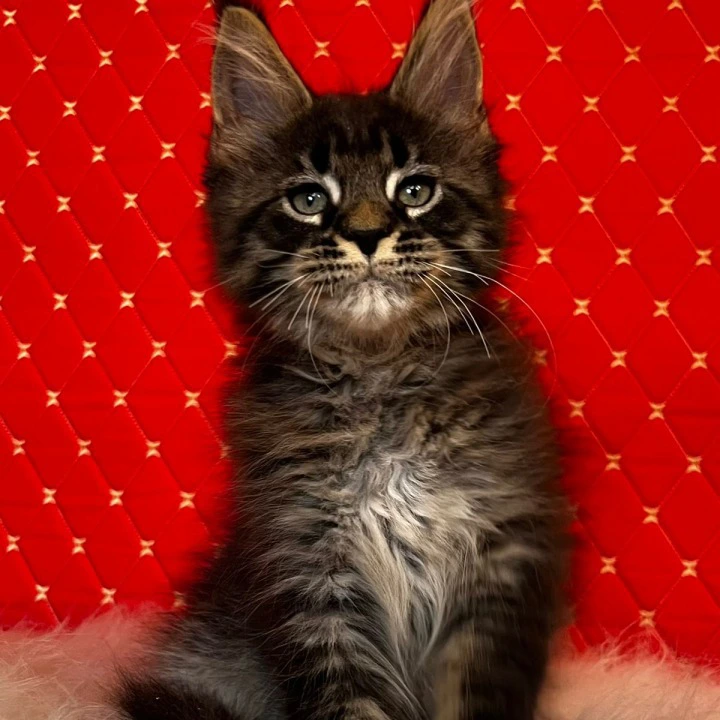Eros Maine Coon Kittens | Large selection of kittens. 