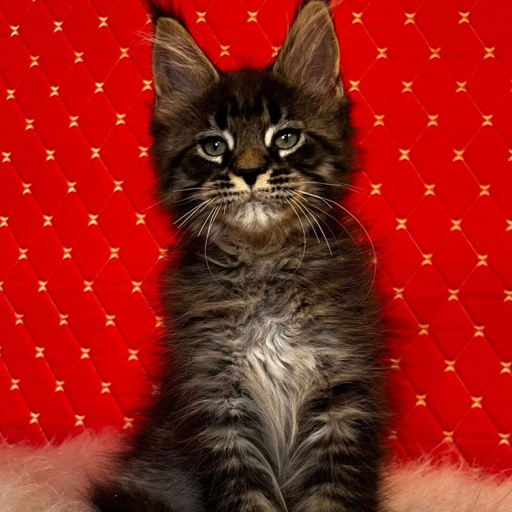 Eros Maine Coon Kittens | Large selection of kittens. 