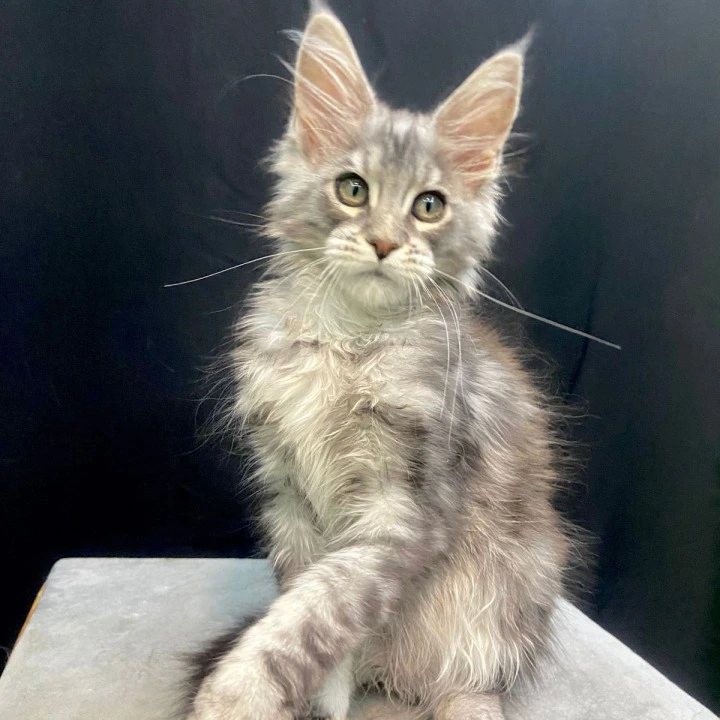 Faylik Maine Coon Kittens | Kitten for sale. 