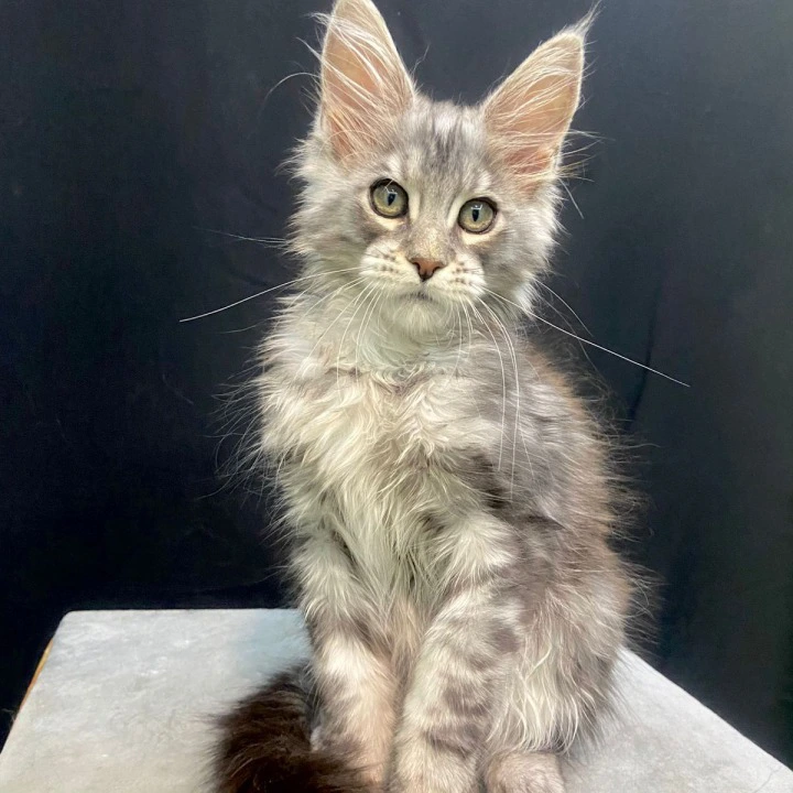 Faylik Maine Coon Kittens | Kitten for sale. 