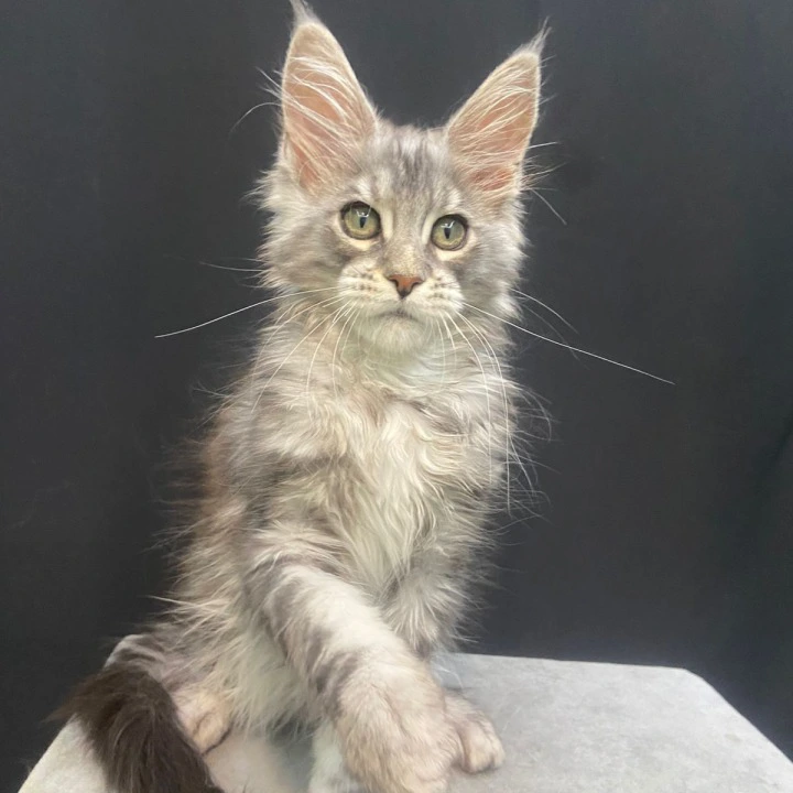Faylik Maine Coon Kittens | Kitten for sale. 