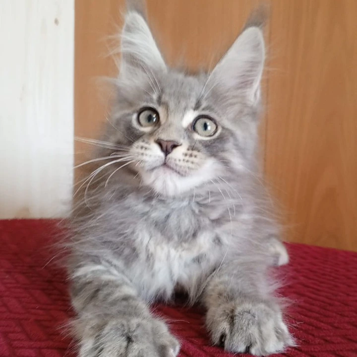 Richi Maine Coon Kittens | Kitten for sale. 