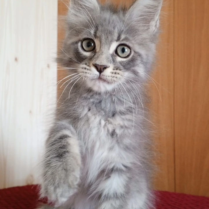 Richi Maine Coon Kittens | Kitten for sale. 